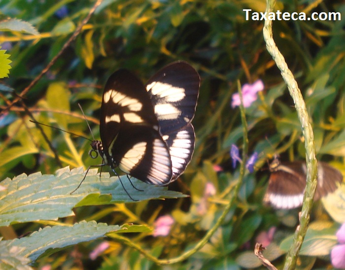 Common tropical butterfly